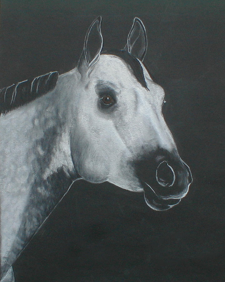 Grey Stallion Pastel by Kim Garcia - Pixels