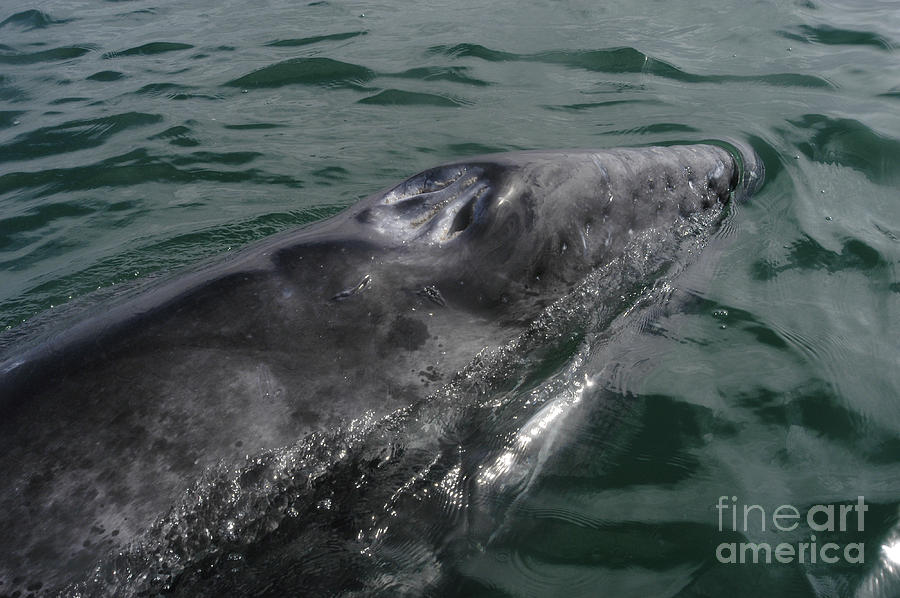 Grey Whale Calf Photograph by Raul Gonzalez Perez