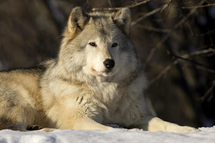 Grey Wolf Canis Lupus In Ecomuseum Zoo Photograph by Steeve Marcoux