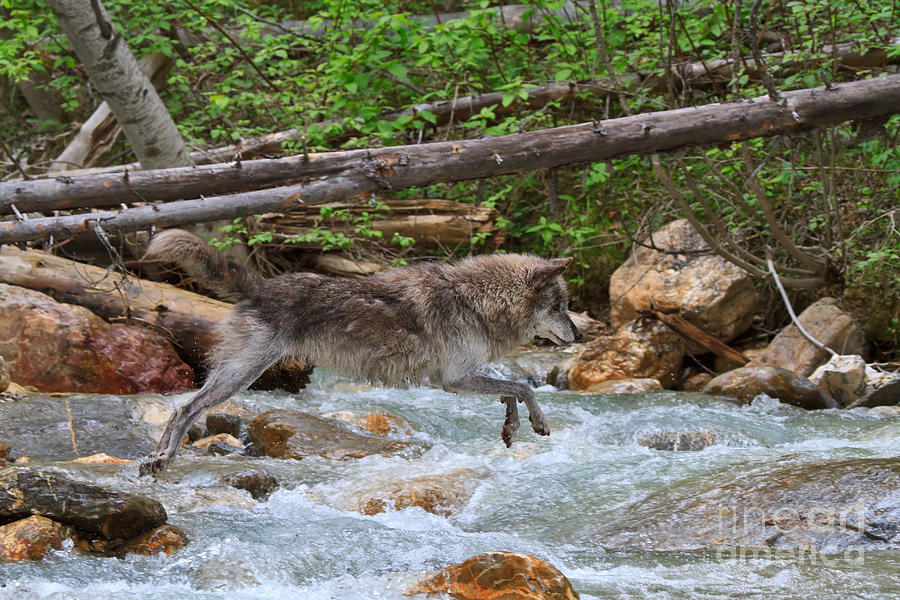 Grey wolf crossing a mountain stream Photograph by Louise Heusinkveld