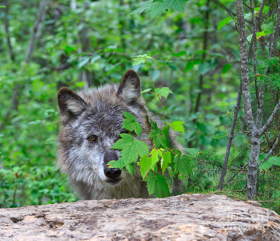 Grey wolf hiding behind leaves Photograph by Louise Heusinkveld