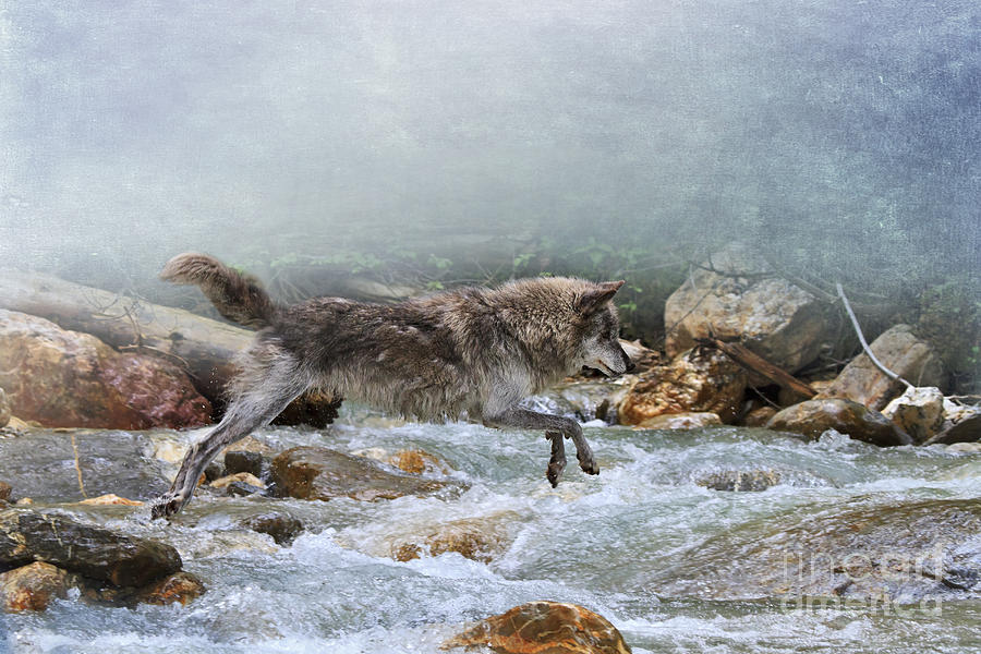 Wolves Photograph - Grey wolf jumping over a mountain stream by Louise Heusinkveld