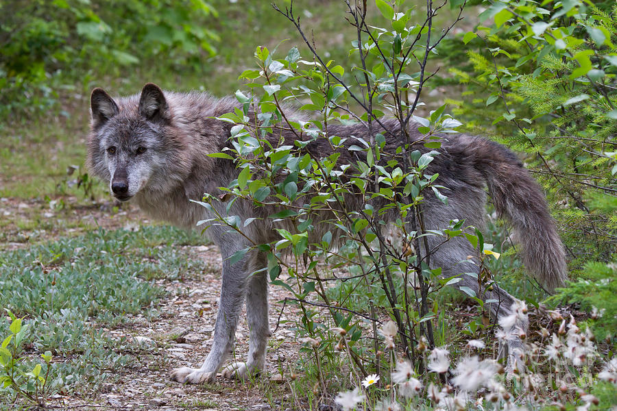 Grey wolf Photograph by Louise Heusinkveld