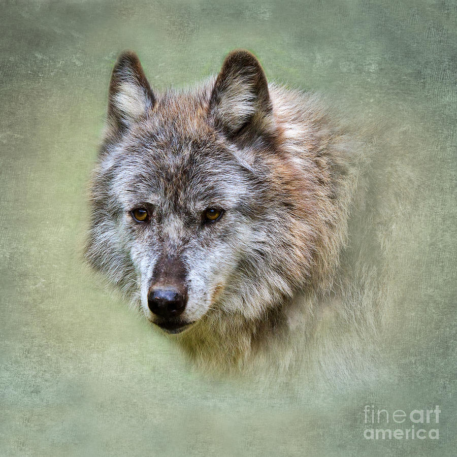 Grey wolf portrait Photograph by Louise Heusinkveld