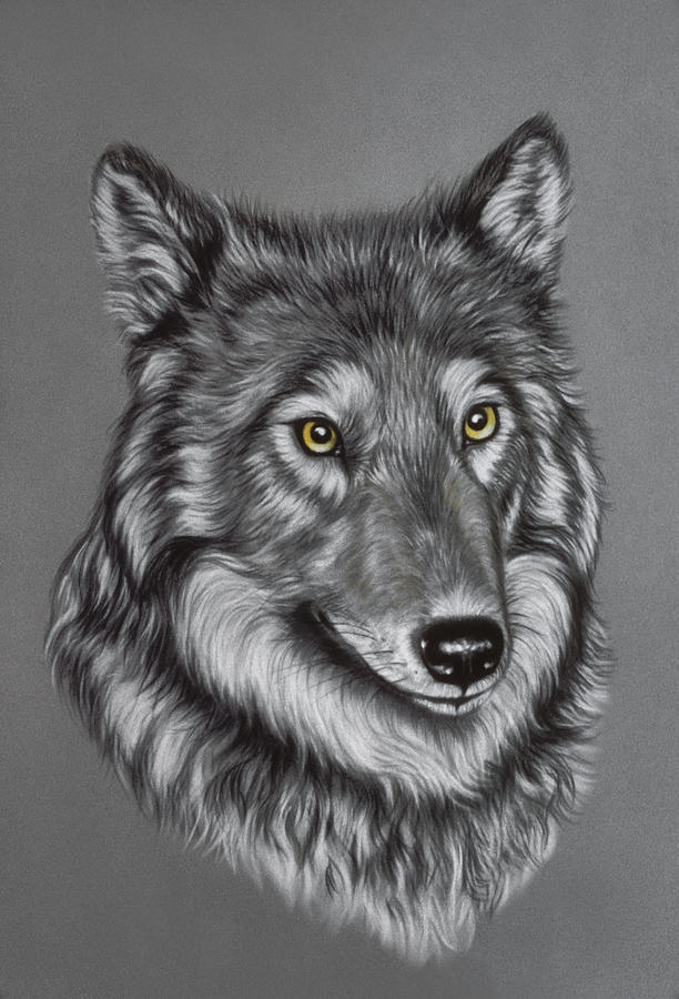 Howtodrawthewolf By Elruu How To Draw Wolves Wolf