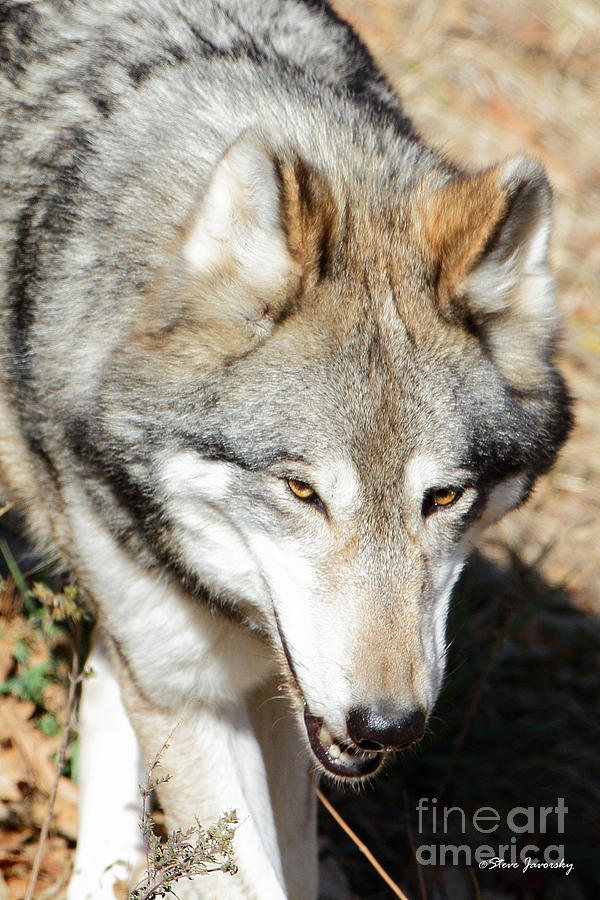 Grey Wolf Photograph by Steve Javorsky