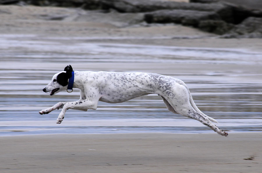 Animal Photograph - Greyhound - Flying by Thomas Maya