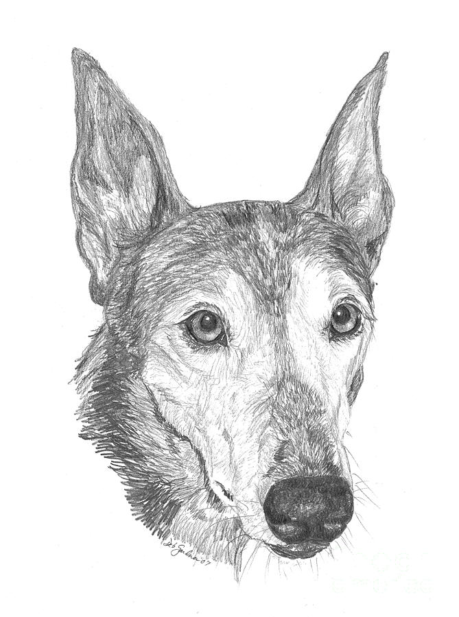 Greyhound Drawing by Deb Gardner