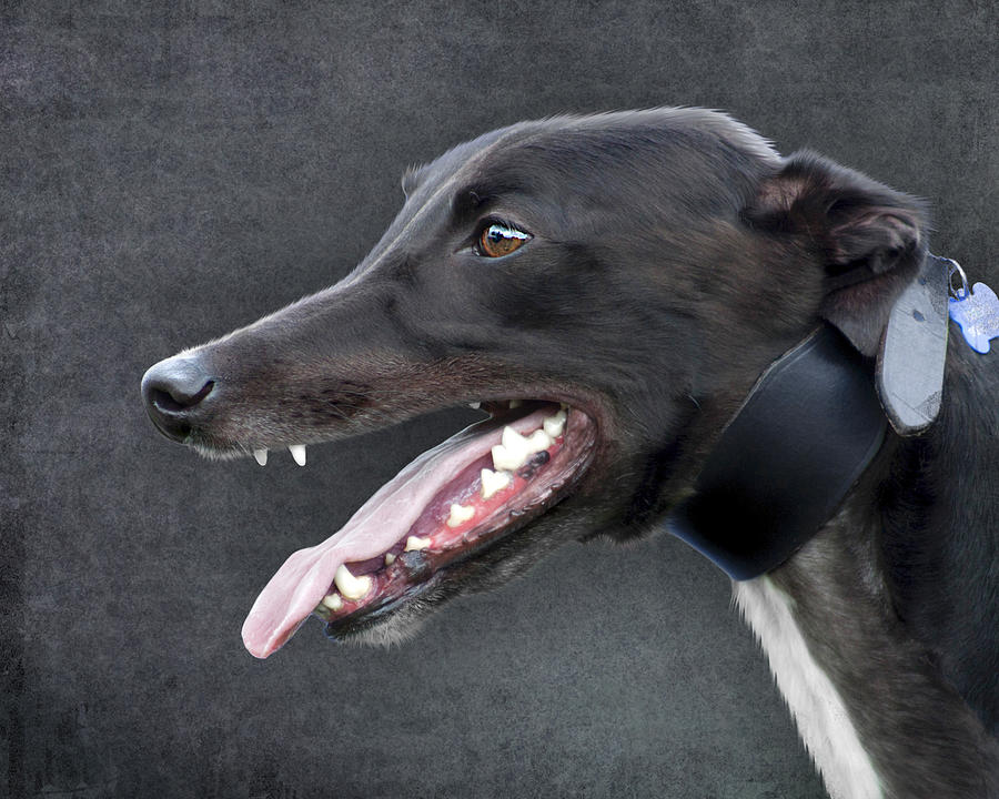 Greyhound Dog Portrait Photograph by Ethiriel Photography
