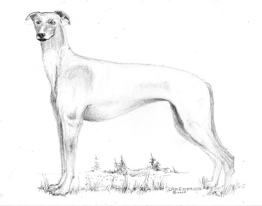 Greyhound Drawing by Jim Hubbard Fine Art America