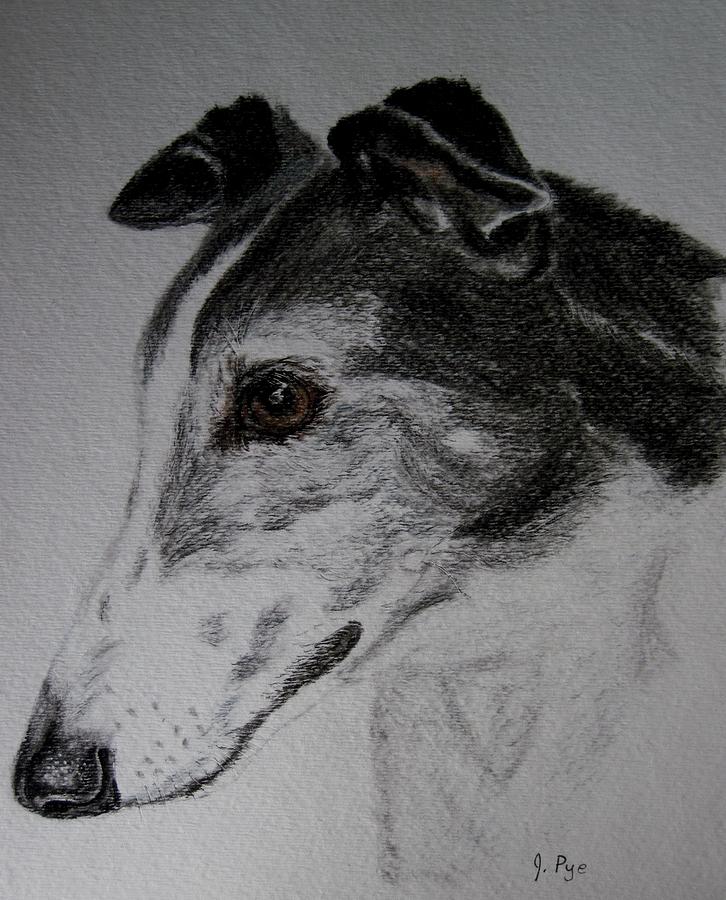 Greyhound Drawing by Joan Pye | Fine Art America