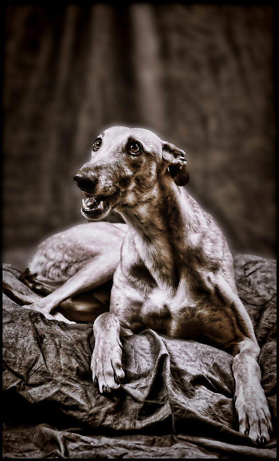 Greyhound Digital Art by Mary Morawska