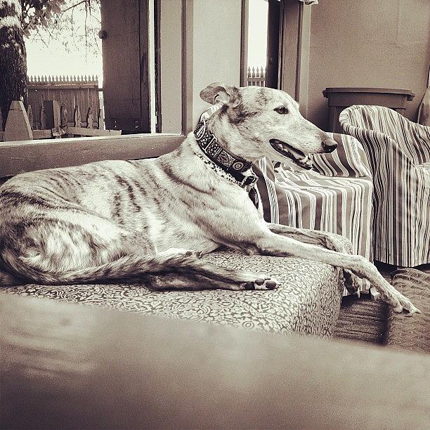 Dog Photograph - Greyhound by Rob Murray