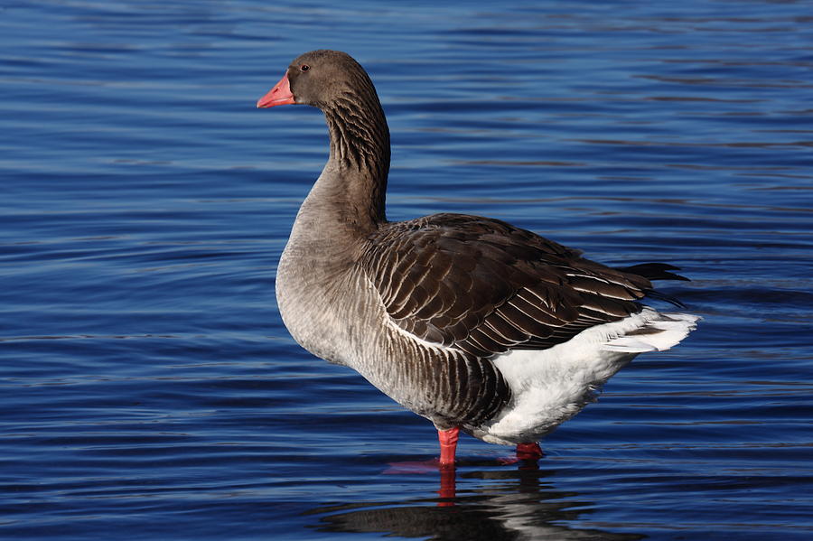 Goose Photograph - Greylag Goose 356 by Charley Starnes