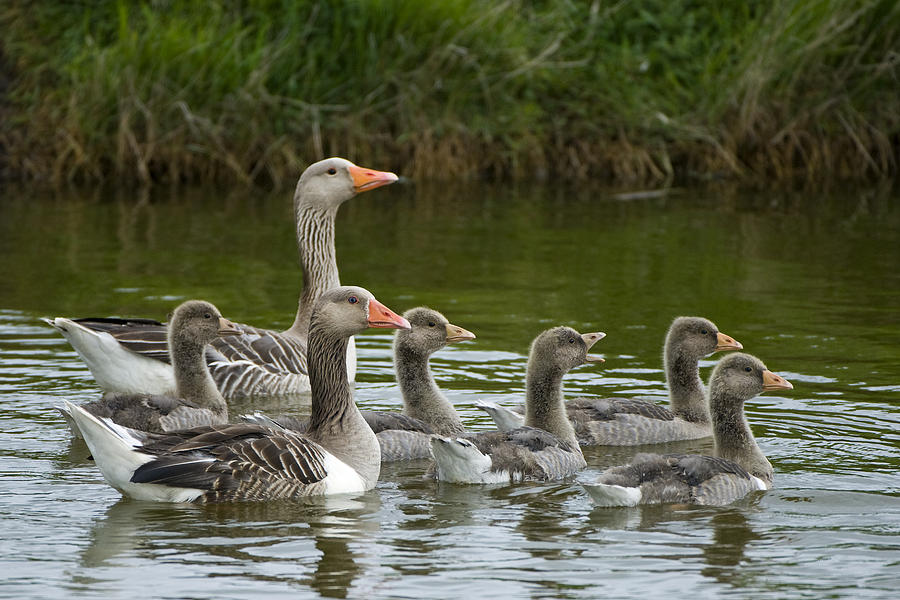 Greylag Goose Anser Anser Couple Photograph by Willi Rolfes