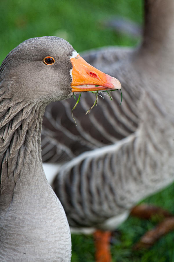 Greylag Goose  Photograph by Bonnie Bruno