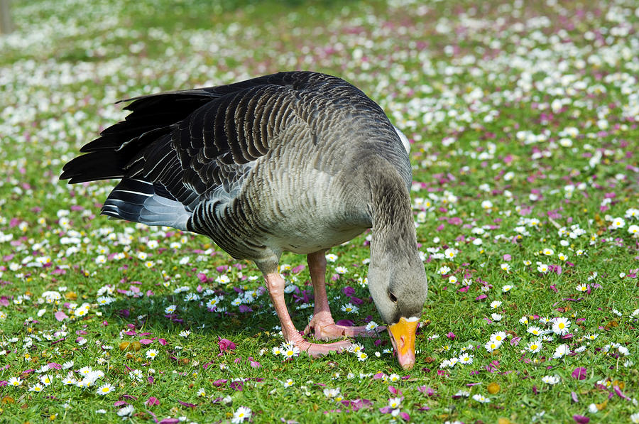 Daisy Photograph - Greylag Goose by Georgette Douwma
