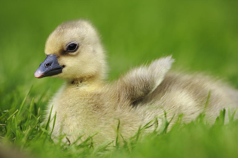 Greylag Goose Gosling Photograph by Cyril Ruoso