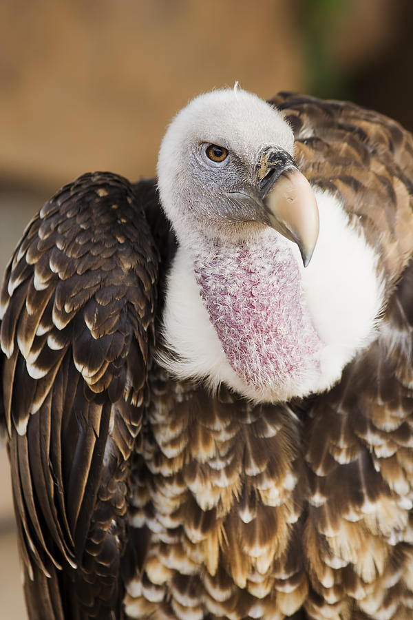Griffon Vulture Photograph by Artur Bogacki