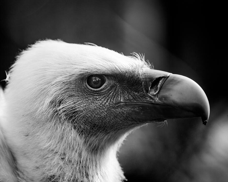 Griffon Vulture Photograph by Hakon Soreide