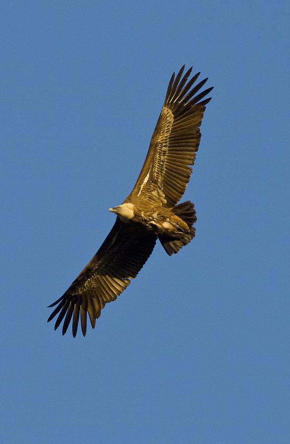 Griffon Vulture In Flight Photograph By Bob Gibbons - Fine Art America