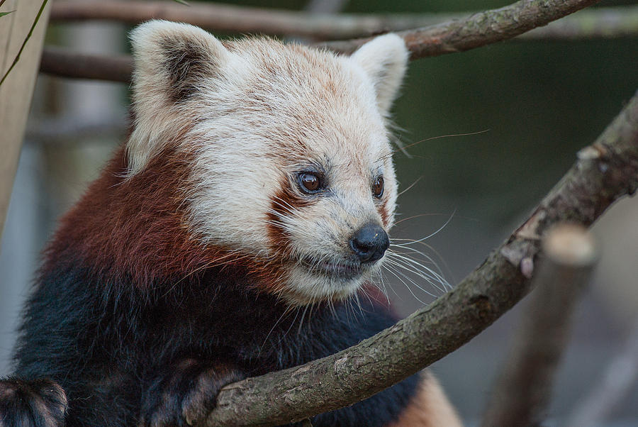 Grimacing Red Panda Photograph by Greg Nyquist | Fine Art America