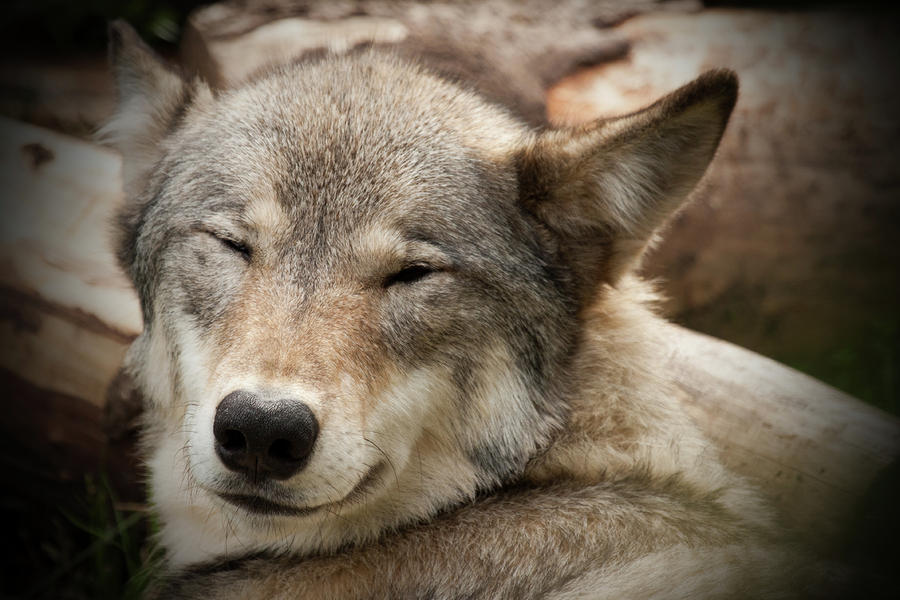 Grinning Wolf Photograph by Celine Pollard