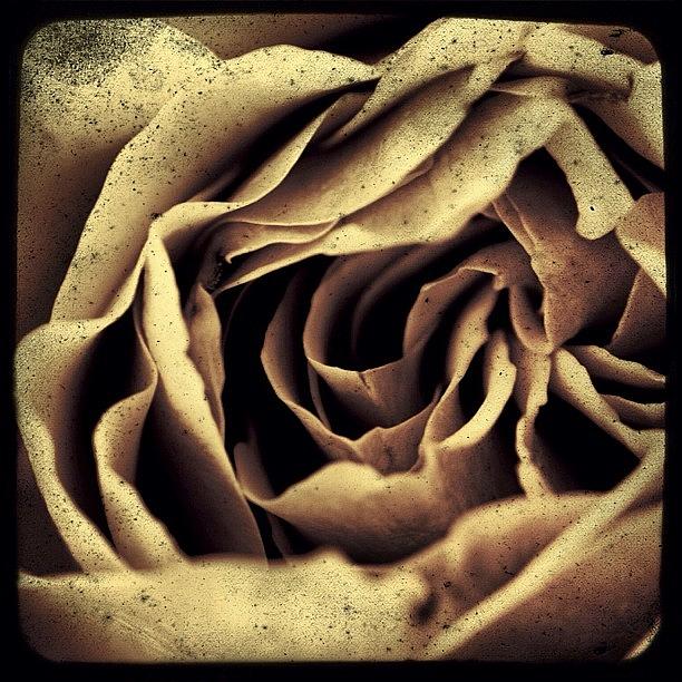 Portland Photograph - Gritty, Almost Mono Rose. #instapdx by Christopher Hughes