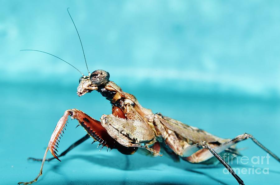 Grizzled Mantis Photograph by Lynda Dawson-Youngclaus