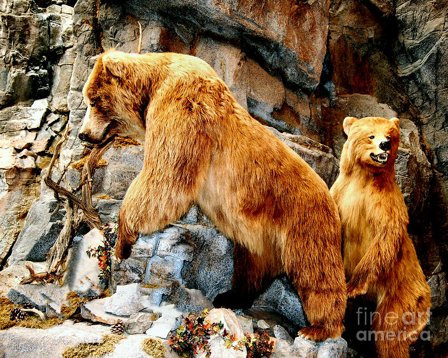 Grizzlies Photograph by Diane E Berry