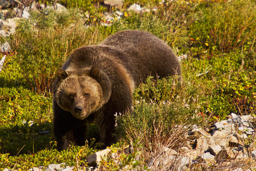 Grizzly 1 Photograph by Mark Kiver