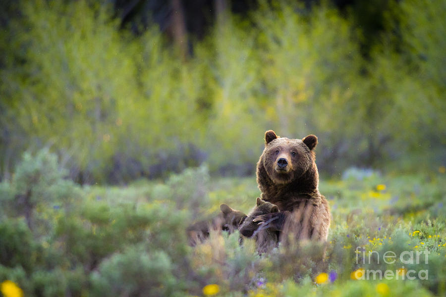 Grizzly Bear 399 Nursing Cubs Photograph by Mike Cavaroc