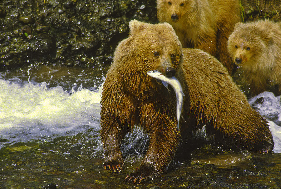 Animal Photograph - Grizzly bear and cubs by Boyd Norton