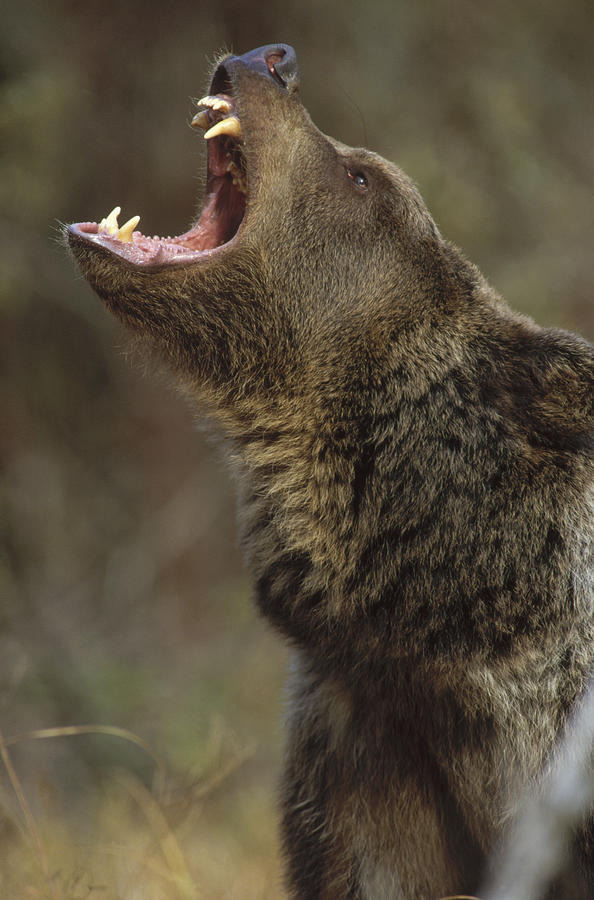 Grizzly Bear Calling North America Photograph by Tim Fitzharris