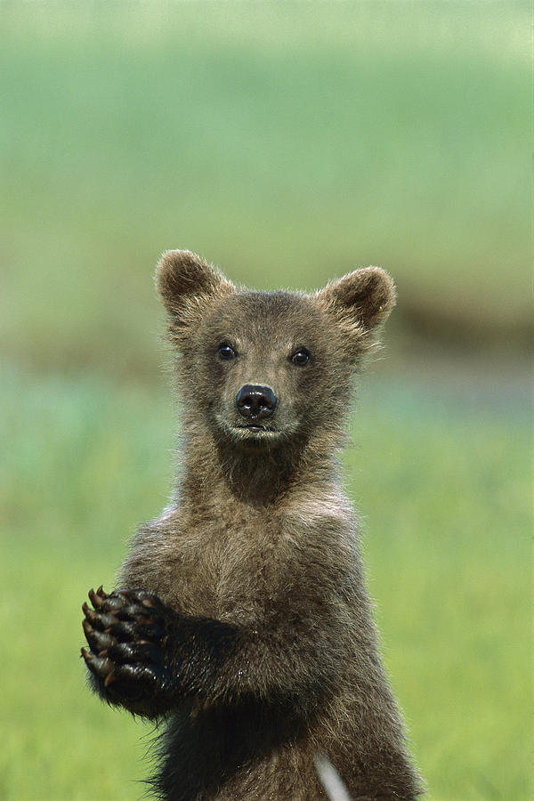 Grizzly Bear Cub Katmai National Park Photograph by Suzi Eszterhas