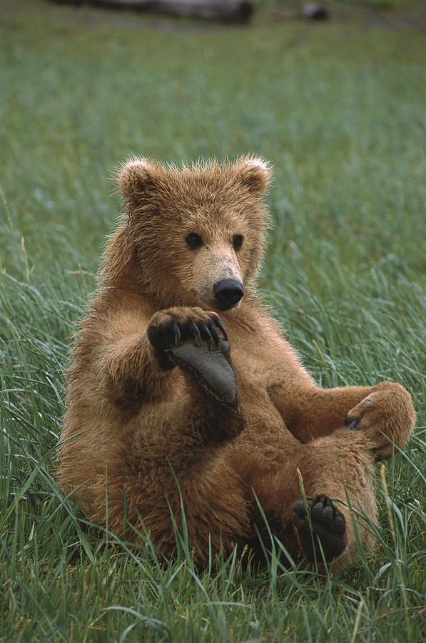 Grizzly Bear Cub Playing Katmai Photograph by Suzi Eszterhas
