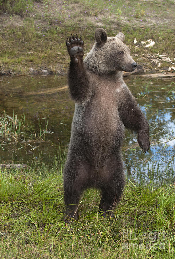 Grizzly Bear Cub Photograph by Sandra Bronstein