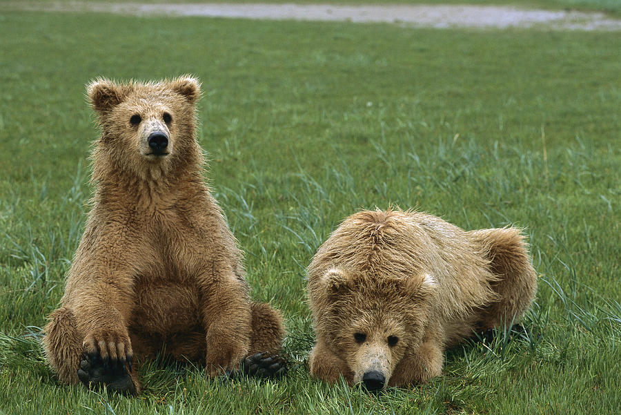 Grizzly Bear Cubs Katmai National Park Photograph by Suzi Eszterhas
