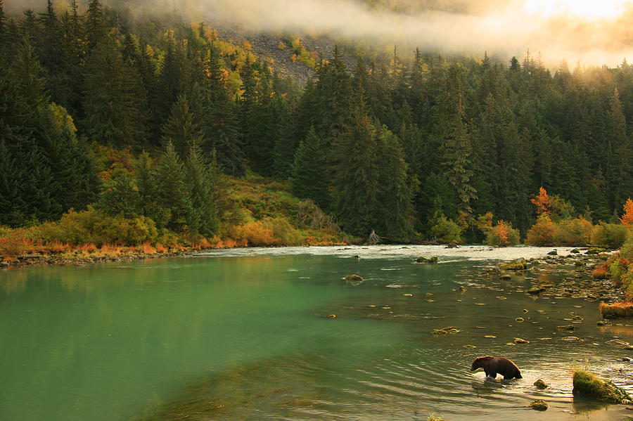 Grizzly Bear Fishing In Chilkoot River Photograph by Robert Postma