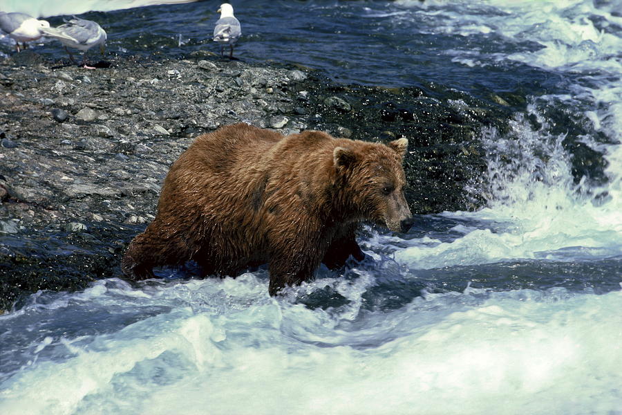 Grizzly Bear Fishing Photograph by Sally Weigand
