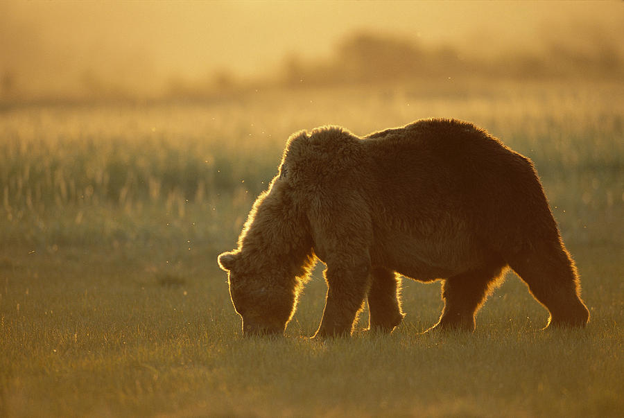 Grizzly Bear Foraging At Sunset Katmai Photograph by Suzi Eszterhas ...