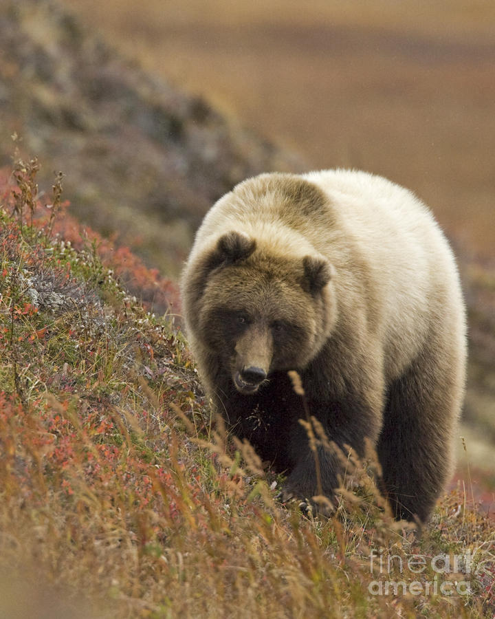 Grizzly Bear In Autumn by Tim Grams