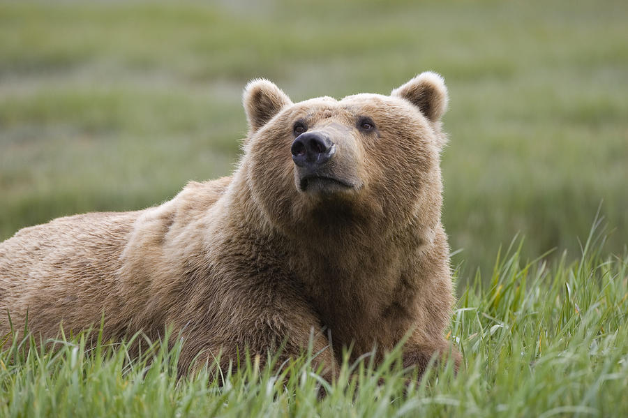 Grizzly Bear In Grass Katmai National Photograph by Suzi Eszterhas