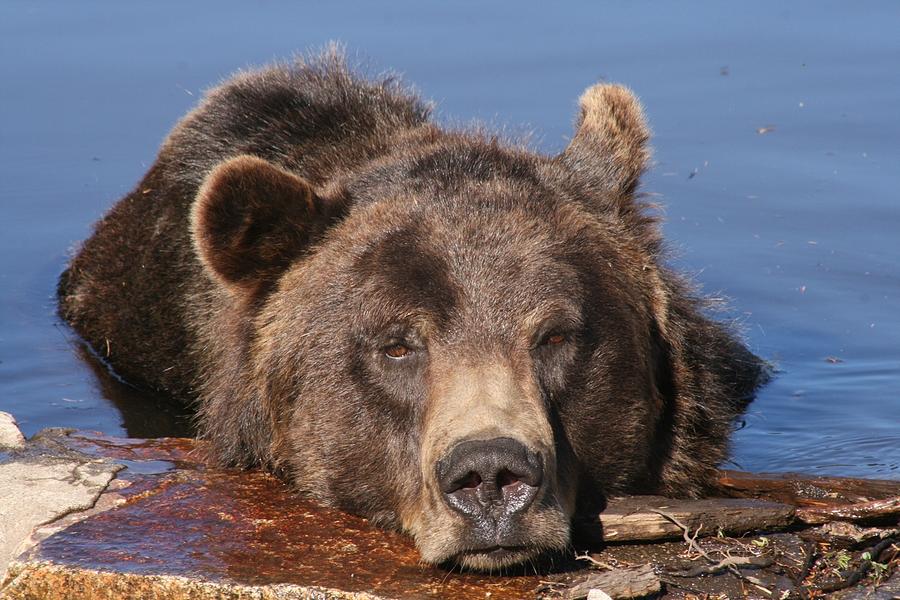 Grizzly bear in water Photograph by Mick Barratt Fine Art America