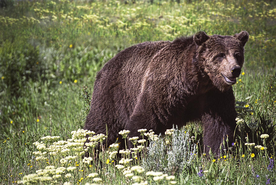 Grizzly Bear in Yellowstone Neg.28 Photograph by Randall Nyhof