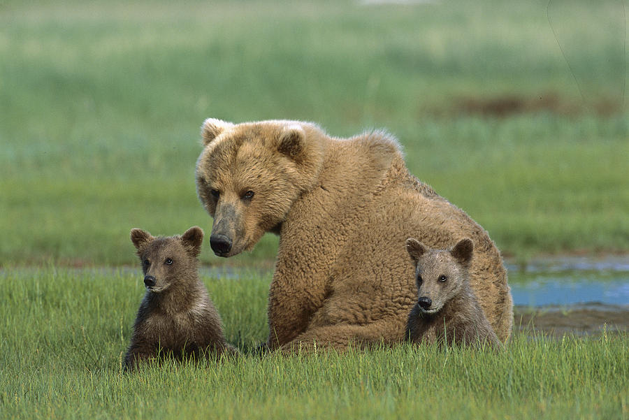 Grizzly Bear Mother And Cubs Katmai Photograph by Suzi Eszterhas