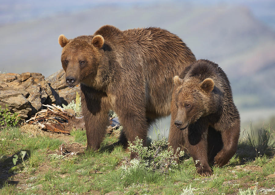 Grizzly Bear Mother With A One Year Old Photograph by Tim Fitzharris