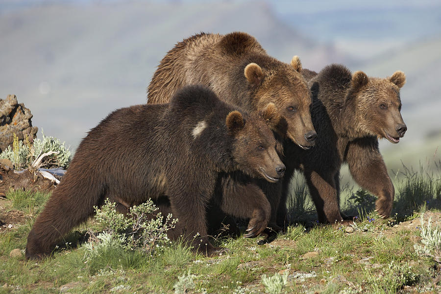 Grizzly Bear Mother With Two One Year Photograph by Tim Fitzharris