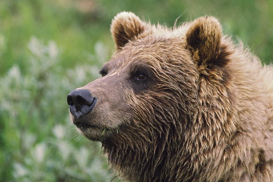 Grizzly Bear Portrait Denali National Photograph by David Ponton