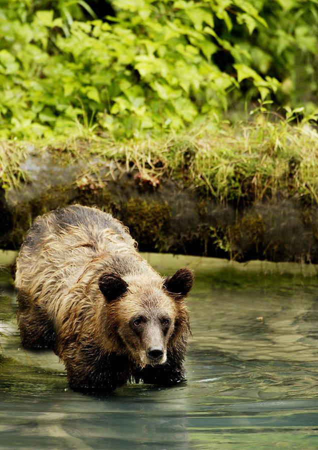 Animal Photograph - Grizzly Bear by Richard Wear